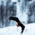 دانلود آهنگ شایان جعفرنژاد تماشای غروب دانلود آهنگ شایان جعفرنژاد تماشای غروب